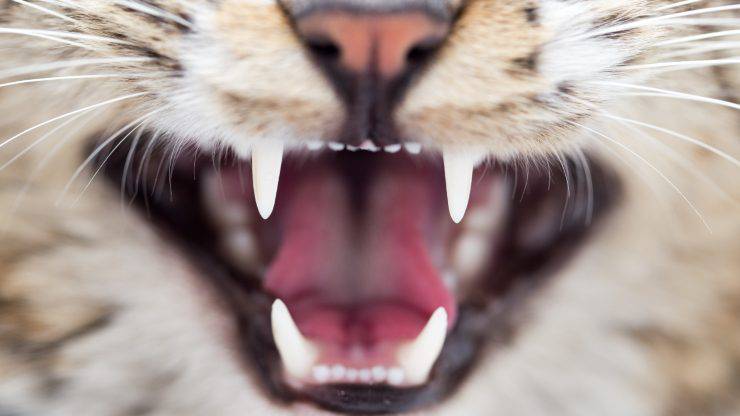 ¿Qué significa cuando el gato nos muerde las orejas? El gato nos muerde las orejas.