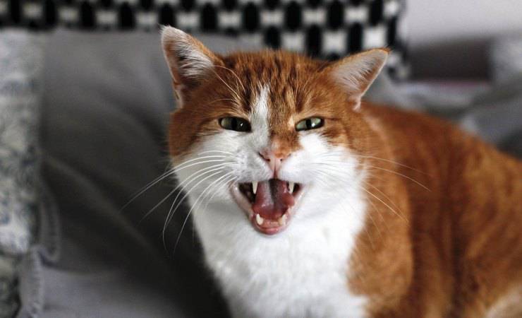 gato enojado