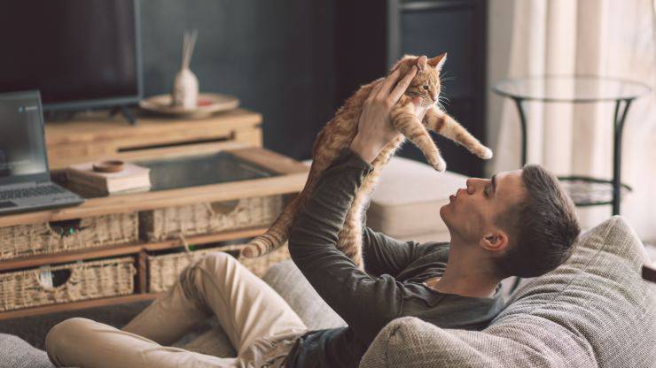 Porque el gato se orina encima de su dueño El gato orina a su dueño