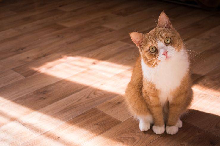 El gato reconoce su nombre. El gato reconoce su nombre.