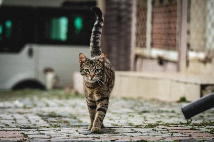 El gato se acerca a la basura. El gato se acerca a la basura.