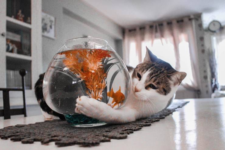 El gato se acerca al pez en el acuario. El gato se acerca al pez en el acuario.