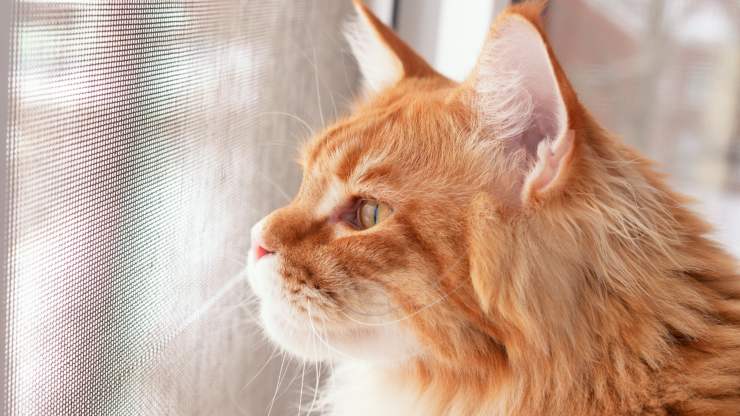 ¿Por qué el gato se sube a la mosquitera? El gato se sube a la mosquitera.