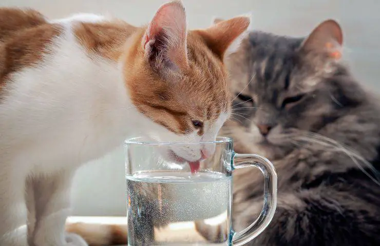 gato bebe del vaso