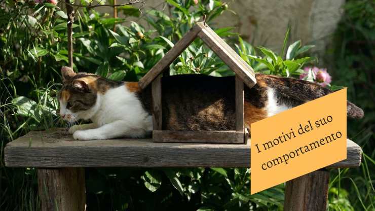 El gato solo juega fuera de casa. El felino solo juega fuera de casa