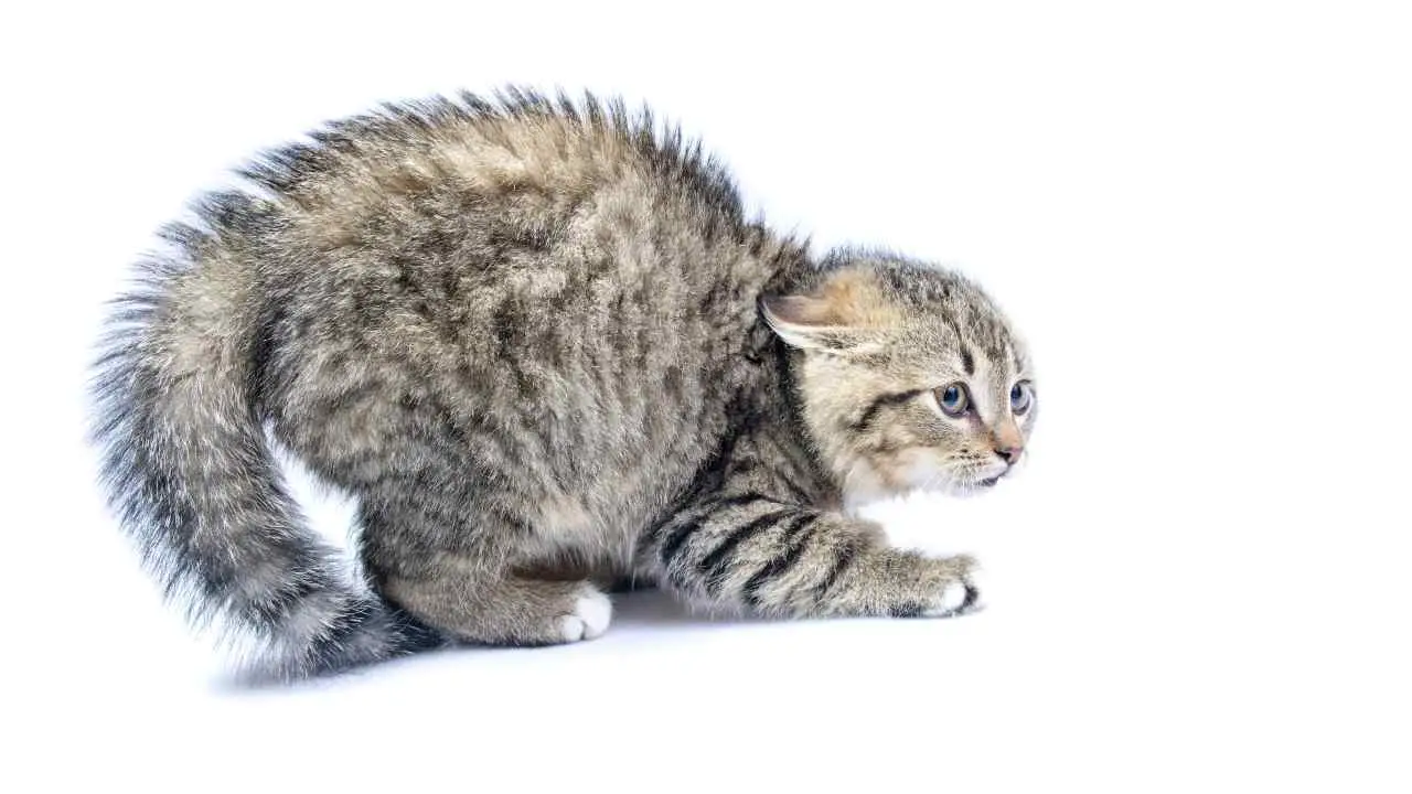 Pequeño gato asustado El gato le tiene miedo al fuego.