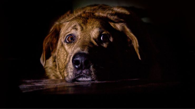 violencia animal mujeres