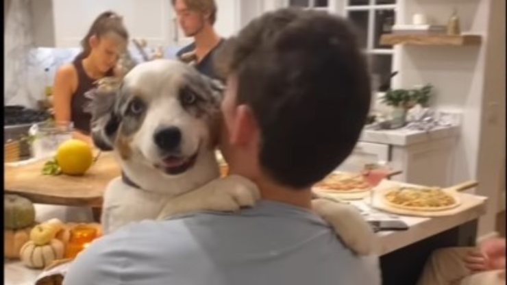 perro en mano