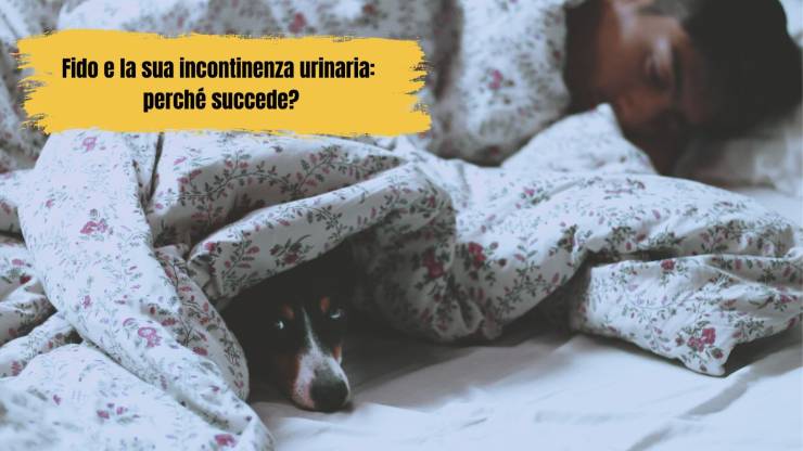 el perro orina en la noche el perro orina en la noche