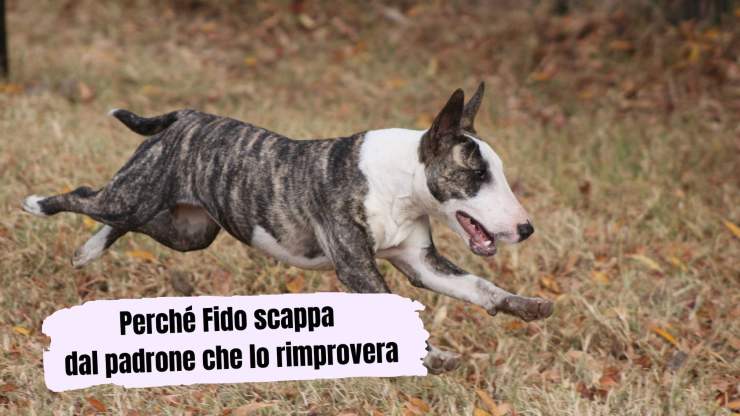 El perro se escapa cuando lo regaño El perro se escapa cuando lo regaño
