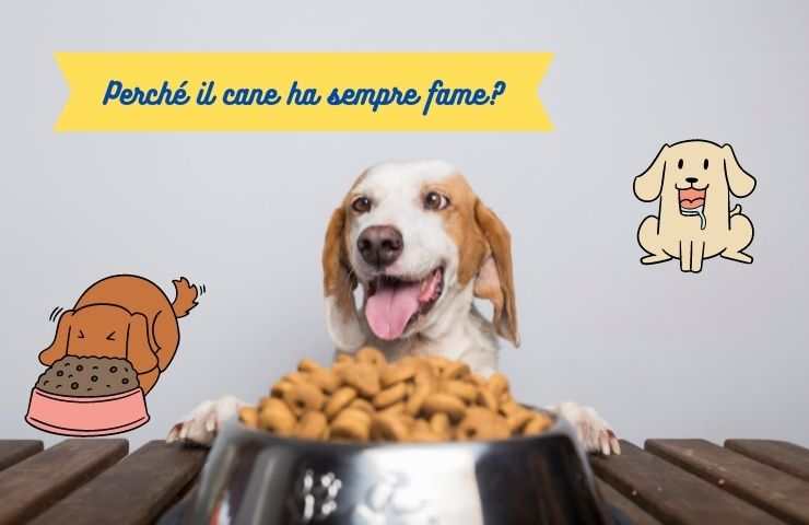 El perro siempre quiere comer.