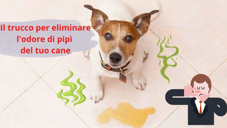 Orina de perro: cómo deshacerse del olor