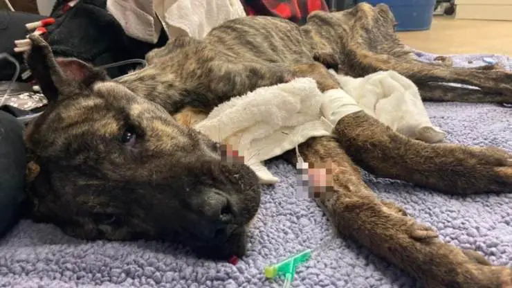 Perro encontrado muerto de hambre