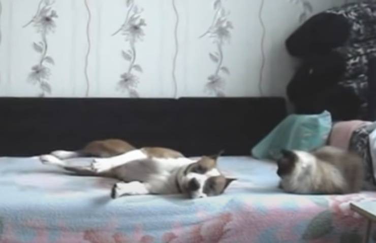video uñas baile de perros