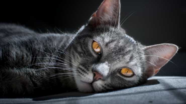 encefalitis en el gato