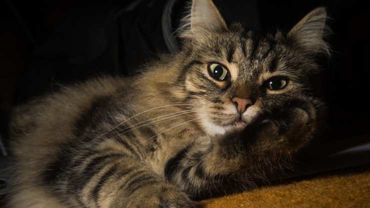 enfermedad de almacenamiento de glucógeno en gatos