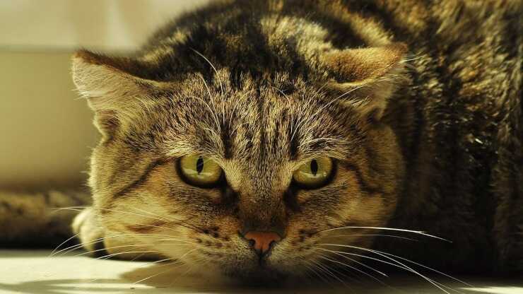 Enfermedad renal del gato