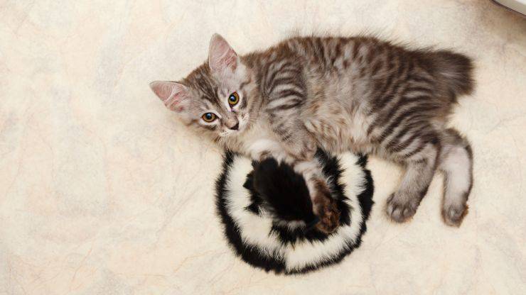 bobtail coreano enfermedades comunes (1)