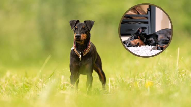 terrier de manchester