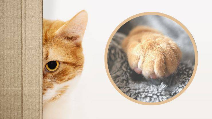 Enfermedades orsteoarticulares del gato