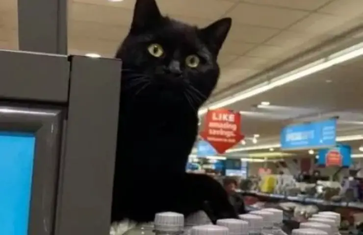 cajas del supermercado puss lupin