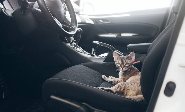 envenenamiento por monóxido en gatos