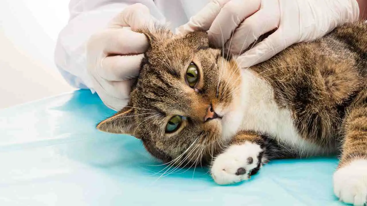 Gato visitado por un veterinario Epidermólisis ampollosa distrófica en el gato