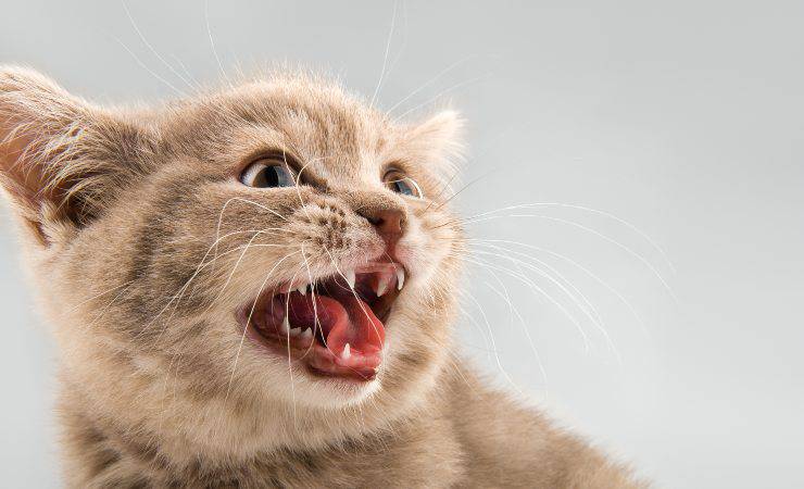 gato