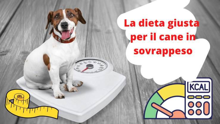 Qué alimentar a un perro con sobrepeso Cómo alimentar a un perro con sobrepeso