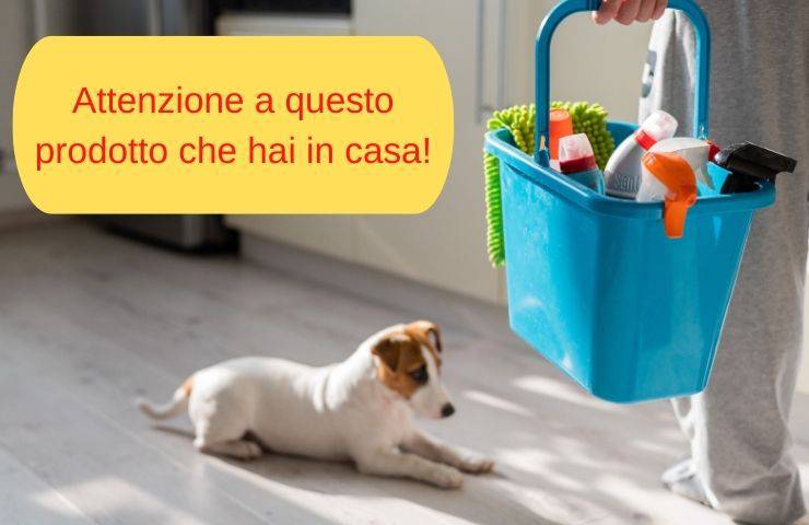 Producto de limpieza nocivo para el perro