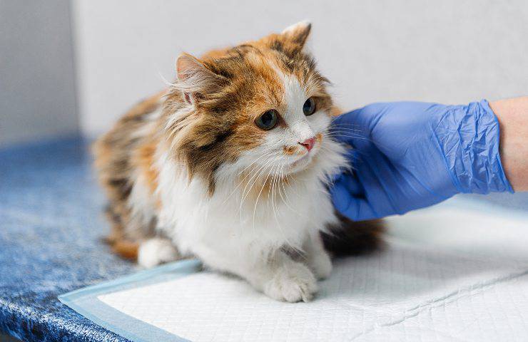 examen fisico en el gato