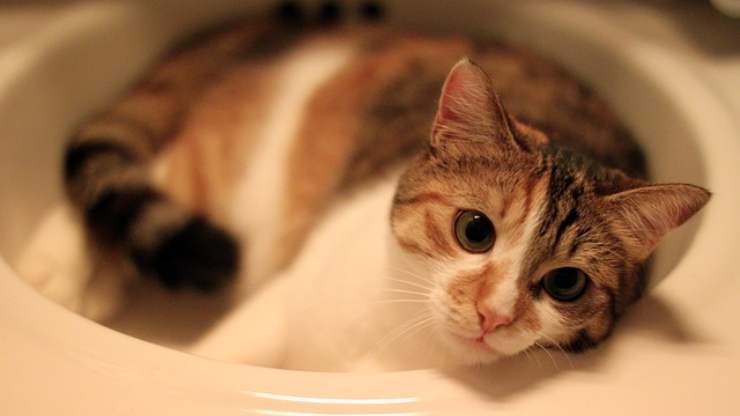 hábitos extraños de los gatos