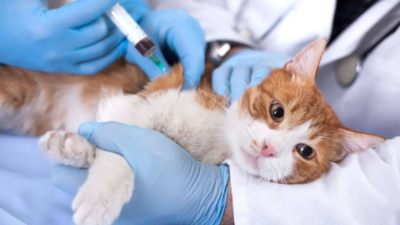 Veterinario administrando la vacuna a un gato Escala de mueca felina