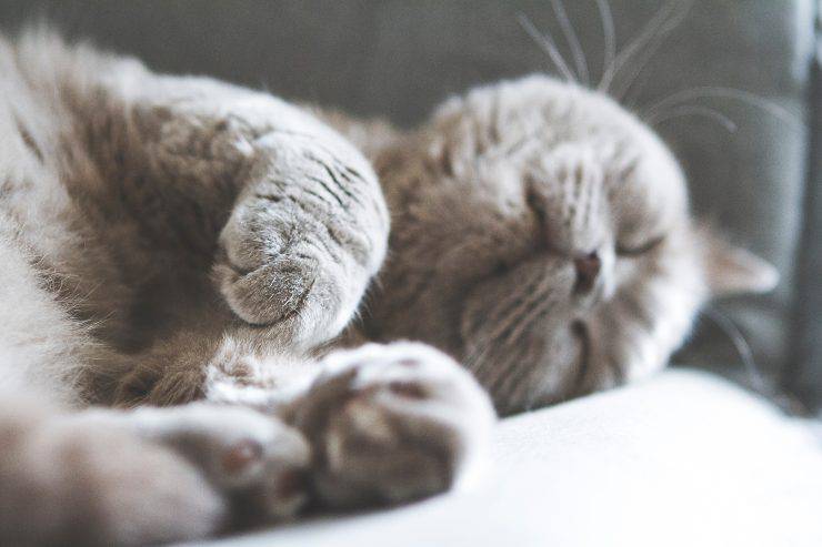Fractura de fémur en gatos. Fractura de fémur en gatos.