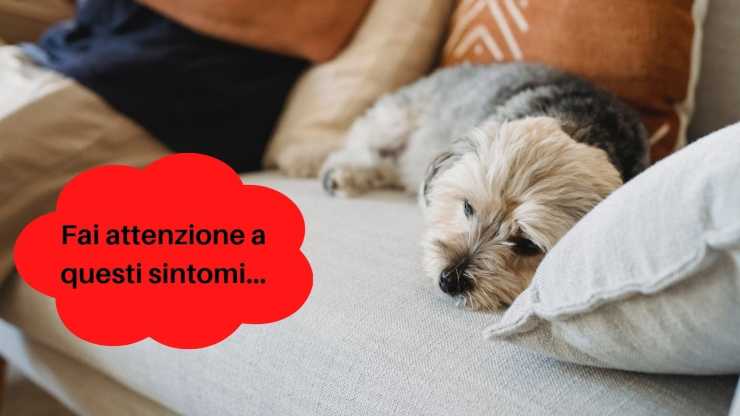 el perro tiene dolor de garganta