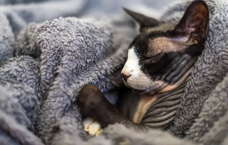 gato enfermo