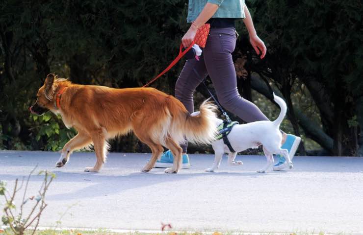fuertes multas por pasear perros