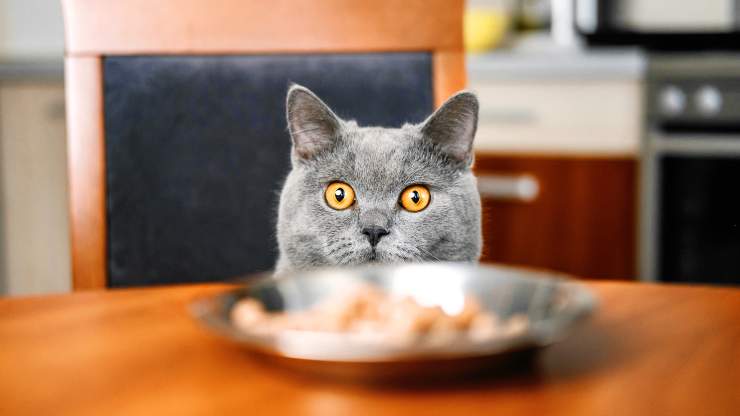 ¿Quieres hacer una merienda para tu amigo de cuatro patas? Veamos juntos cómo preparar galletas de queso para el gato.