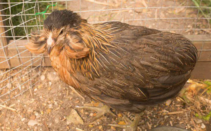 gallina araucana