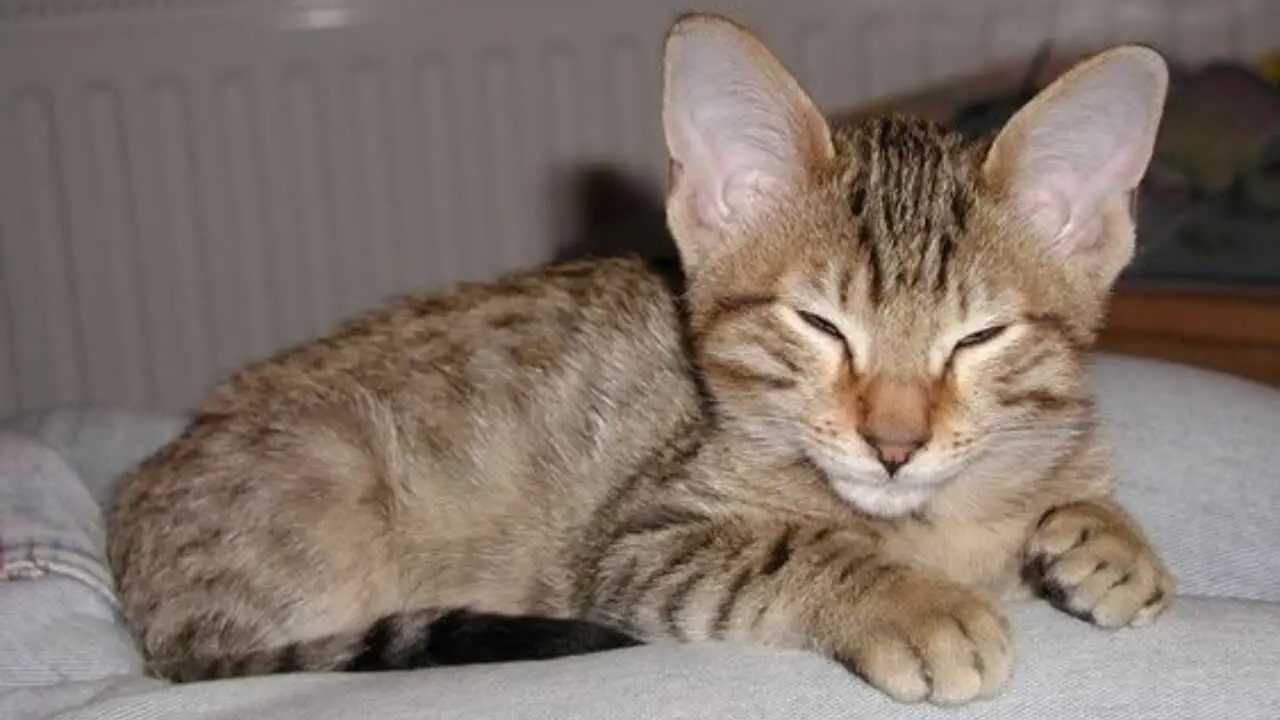 Canaán con este gato