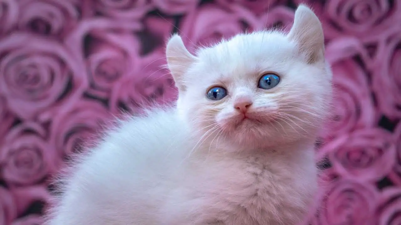 Espécimen de gato Kinkalow Kinkalow