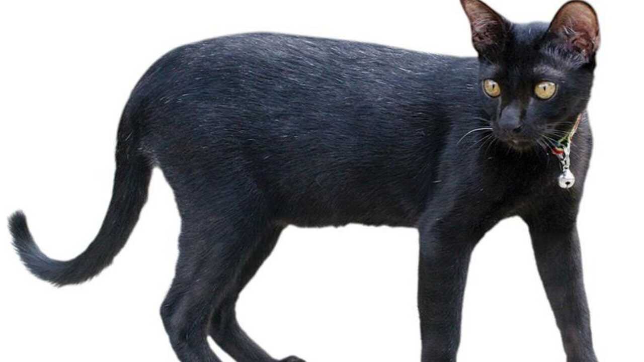 espécimen por sam sawet gato sam sawet