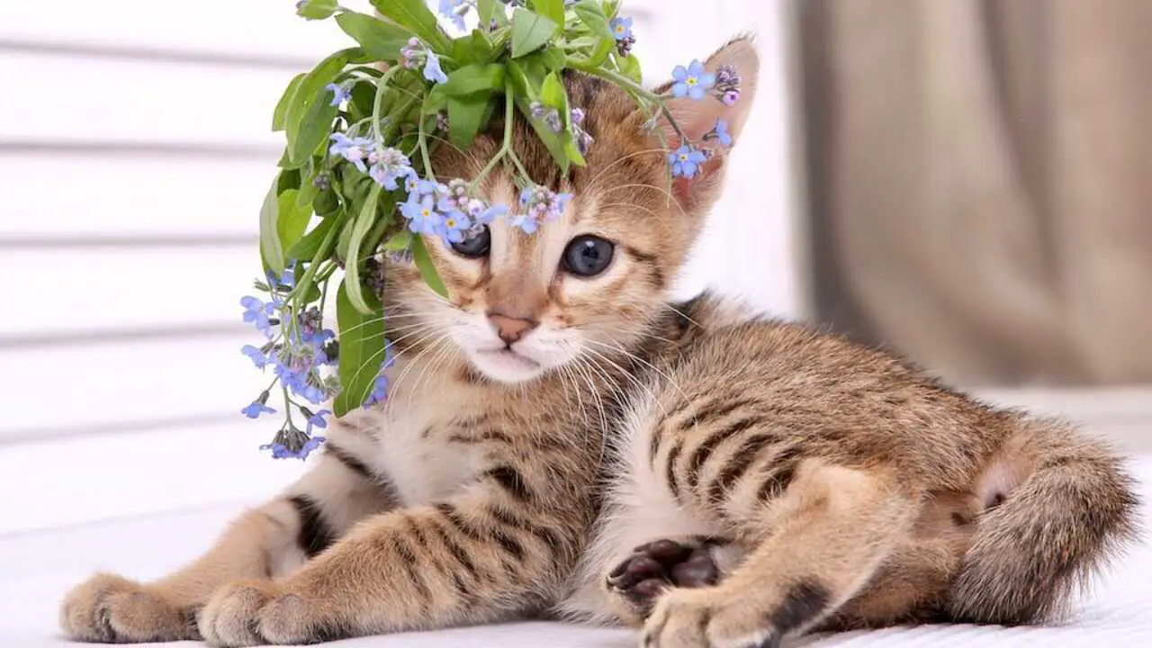 serengeti-gatto-(2)_optimizado
