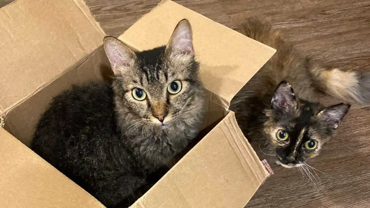 dos gatos en una caja gato skookum