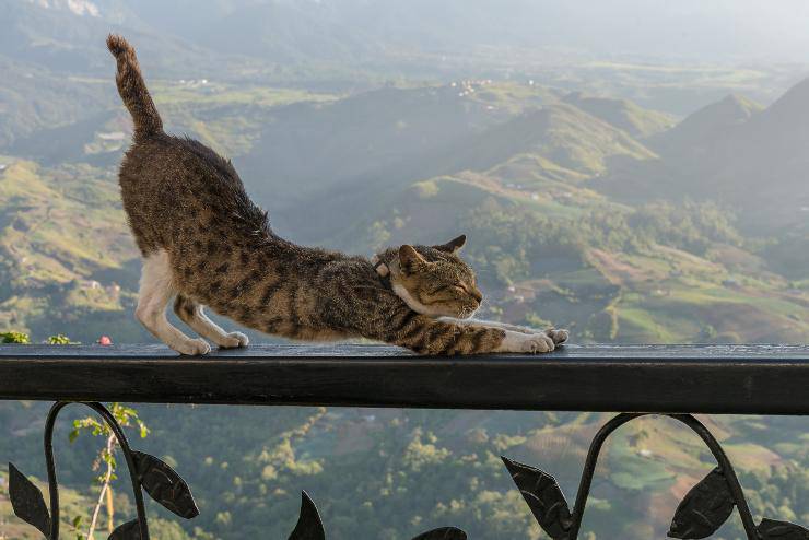 Gato en la barandilla