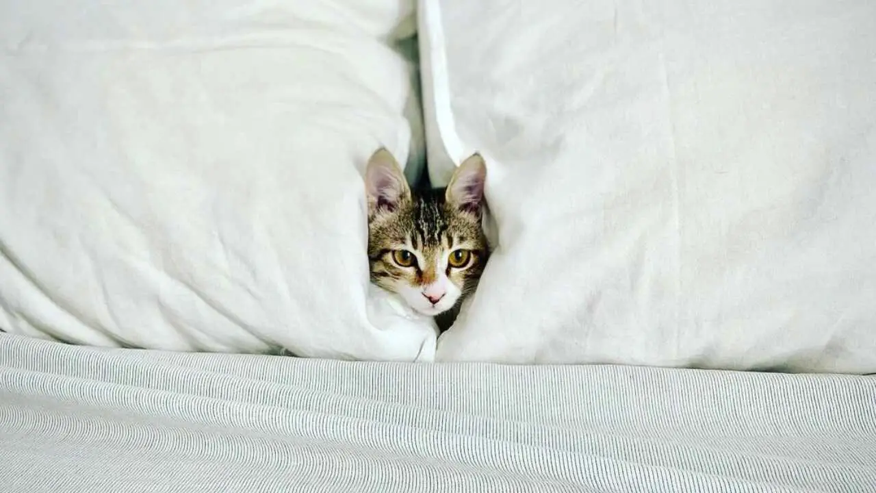 gato egeo gato egeo