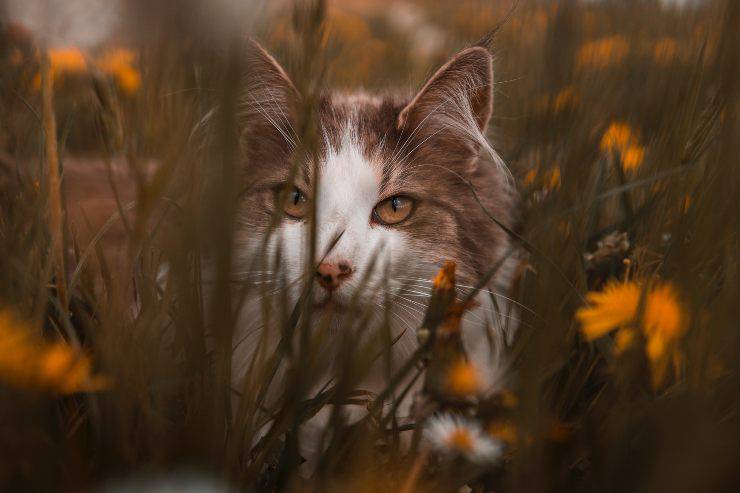 Gato picado por abeja Gato picado por abeja