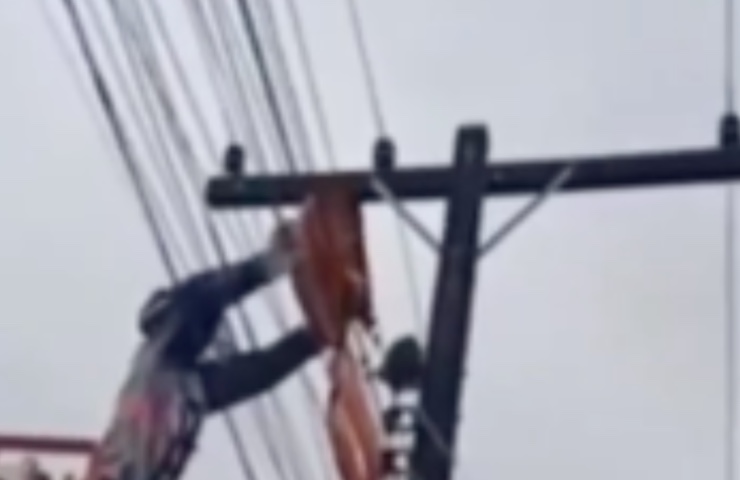 cable de alto voltaje gato