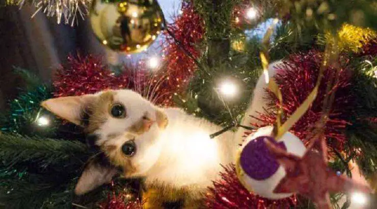 gatos del arbol de navidad