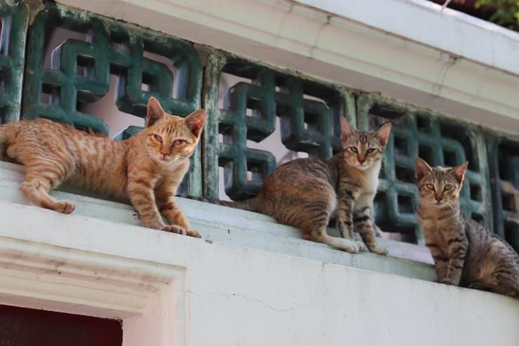 Gatos que aman las alturas Gatos que aman las alturas